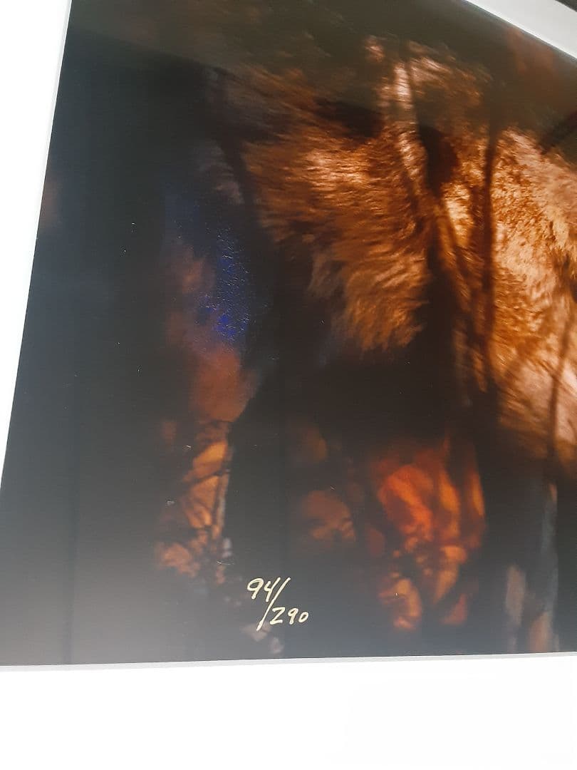 ジム・ブランデンバーグ 直筆サイン入り プリント 写真アート現状品 狼 オオカミ