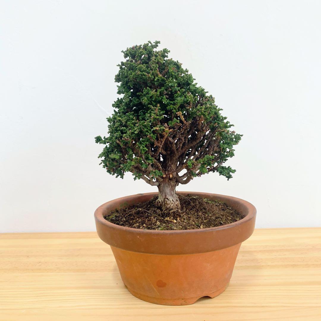 石化桧　小品盆栽　素焼鉢6号