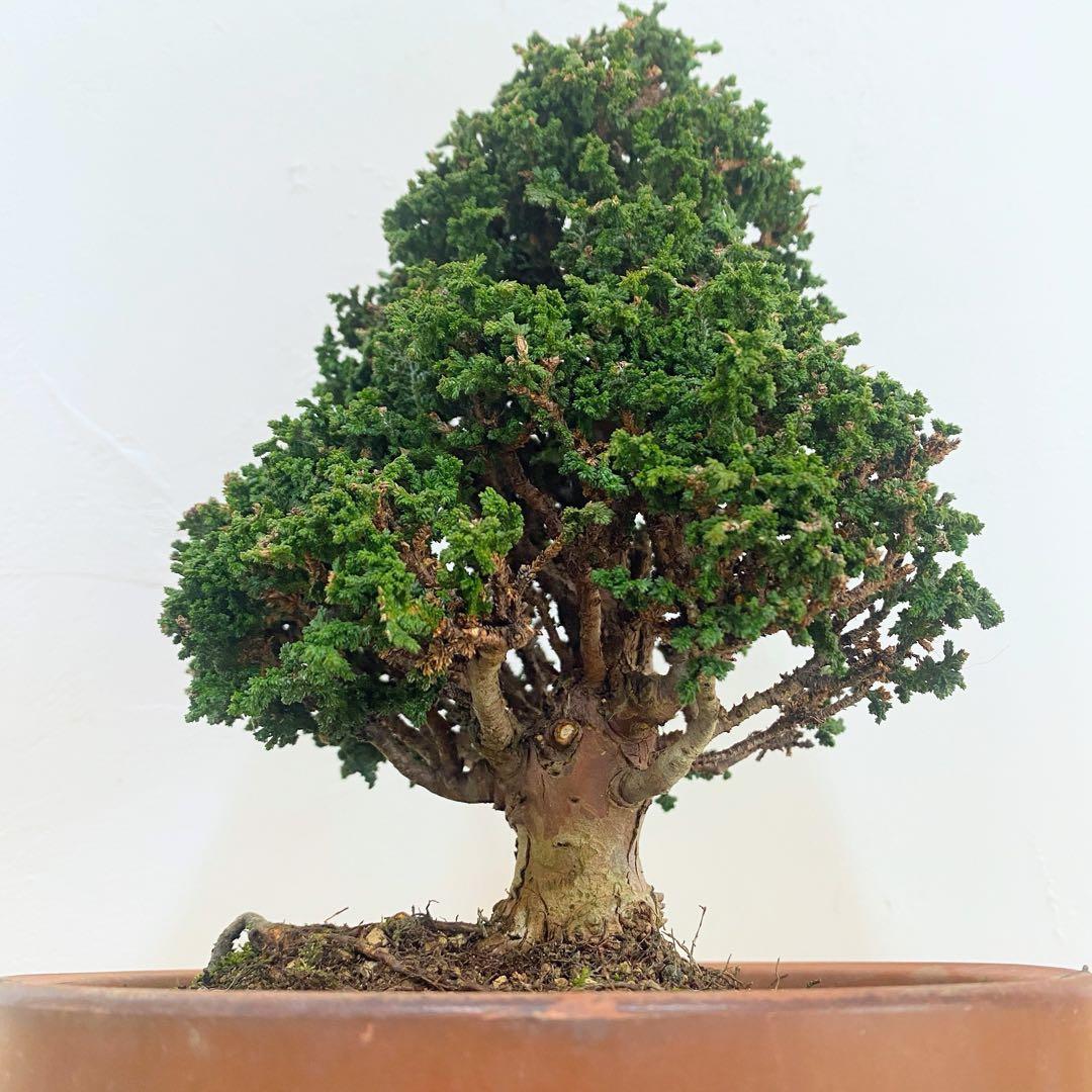 石化桧　小品盆栽　素焼鉢6号