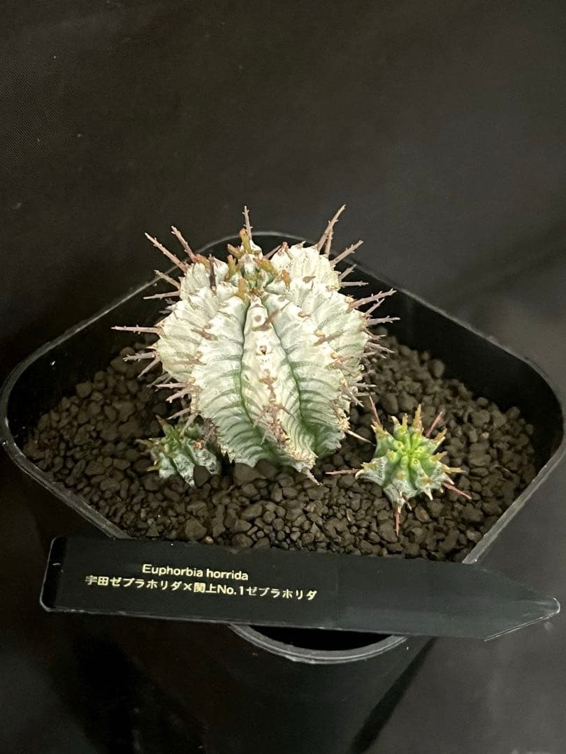 12/28まで出品 ユーフォルビアホリダ 宇田ゼブラ×関上No.1ゼブラホリダ