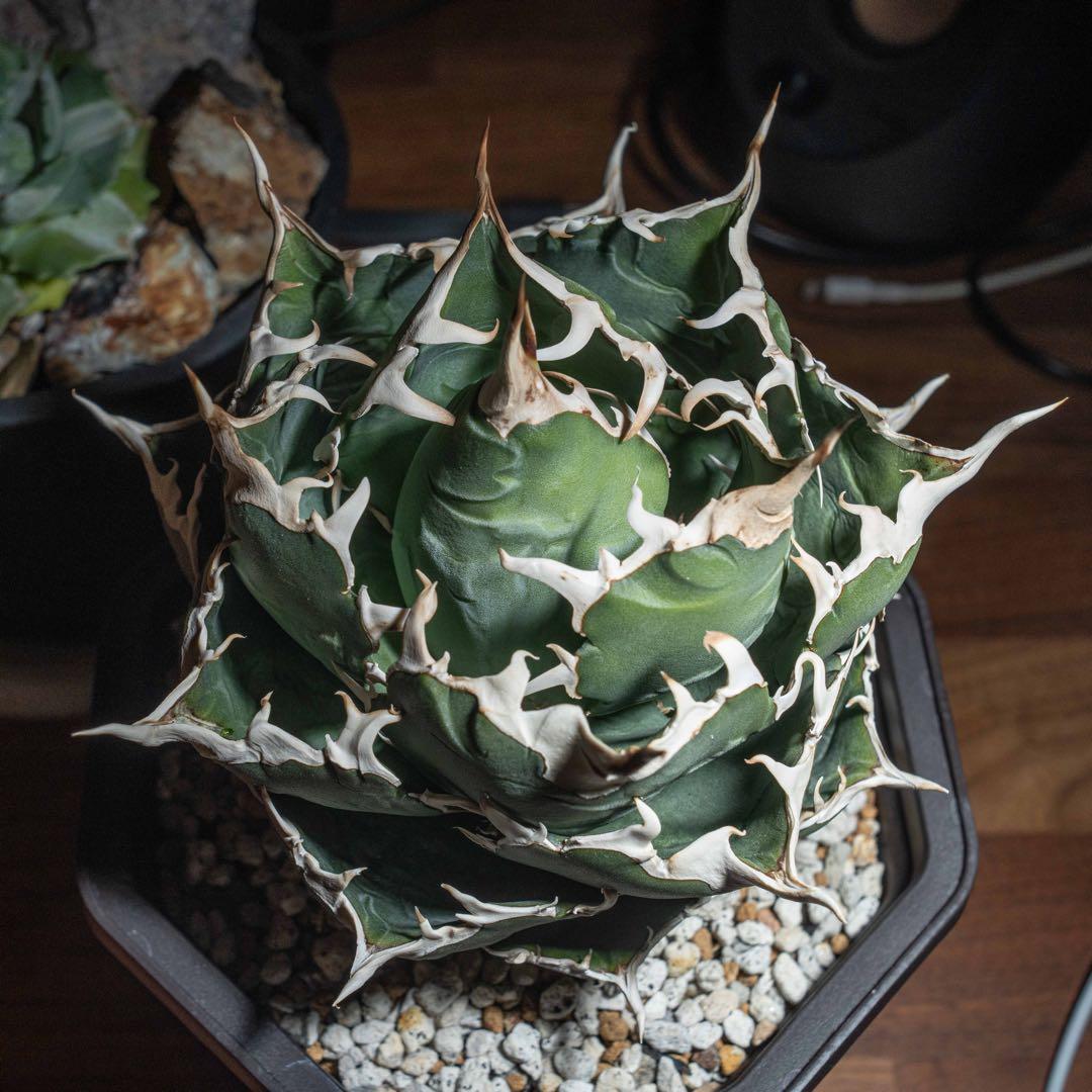 ＊Q taro＊アガベ チタノタ【白鯨大株】＊鉢植え発送＊