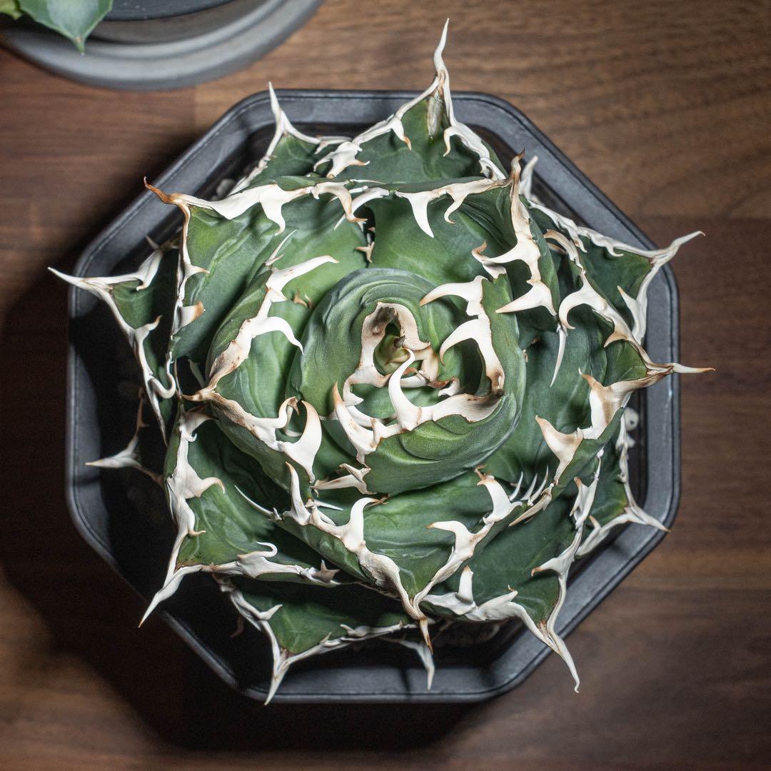 ＊Q taro＊アガベ チタノタ【白鯨大株】＊鉢植え発送＊