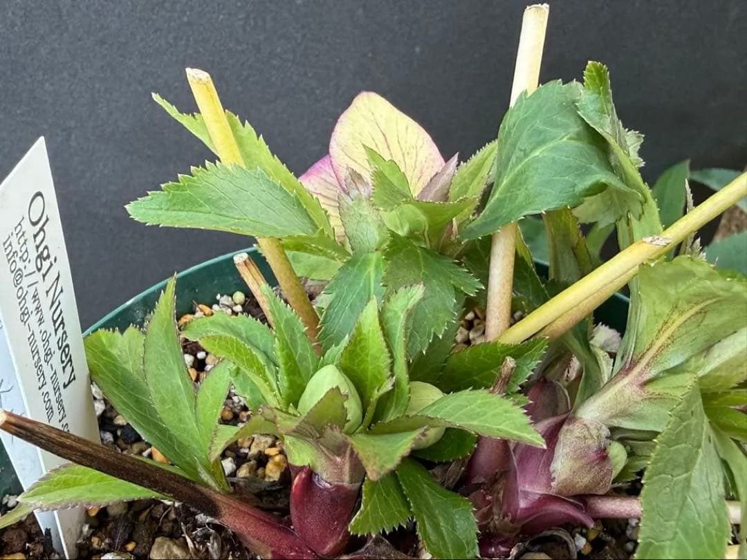 ま*い様 クリスマスローズ 開花株 sdムルチオーレア 充実株 大木ナーセリー