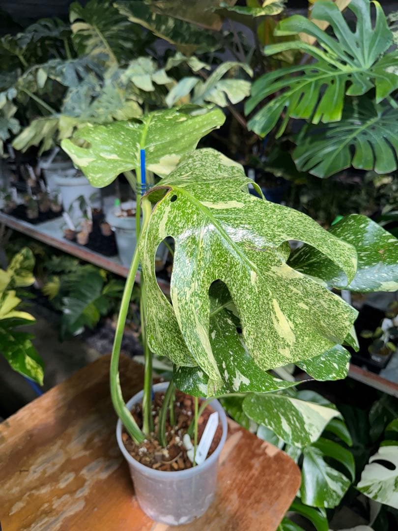 V*k様 モンステラ　タイコンステレーション　スターライト