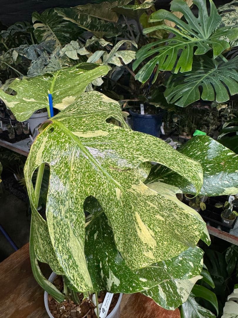 V*k様 モンステラ　タイコンステレーション　スターライト