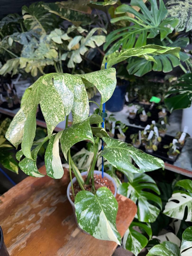 V*k様 モンステラ　タイコンステレーション　スターライト