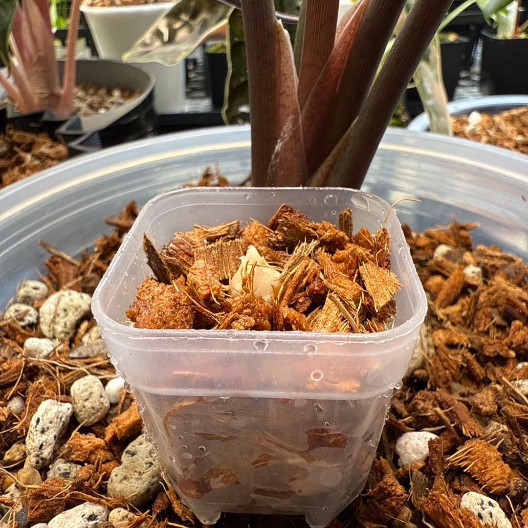 Y*_様 希少 アロカシア ブラックサタンピンクボーン 芋