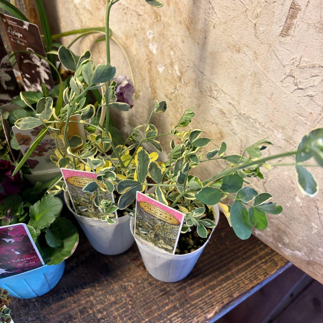 y*a様 ガーデニング　完品&おつとめ品 てんこ盛りアソート