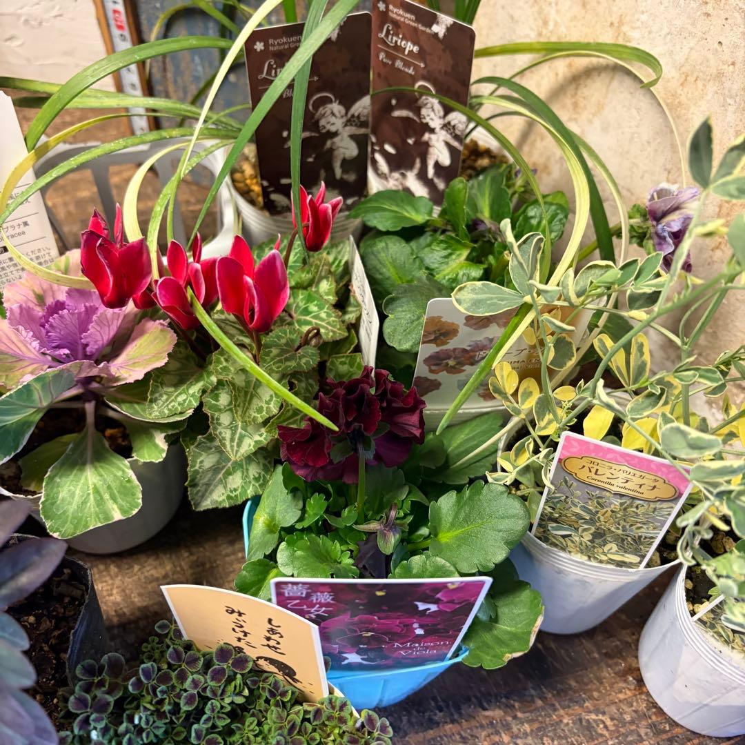 y*a様 ガーデニング　完品&おつとめ品 てんこ盛りアソート