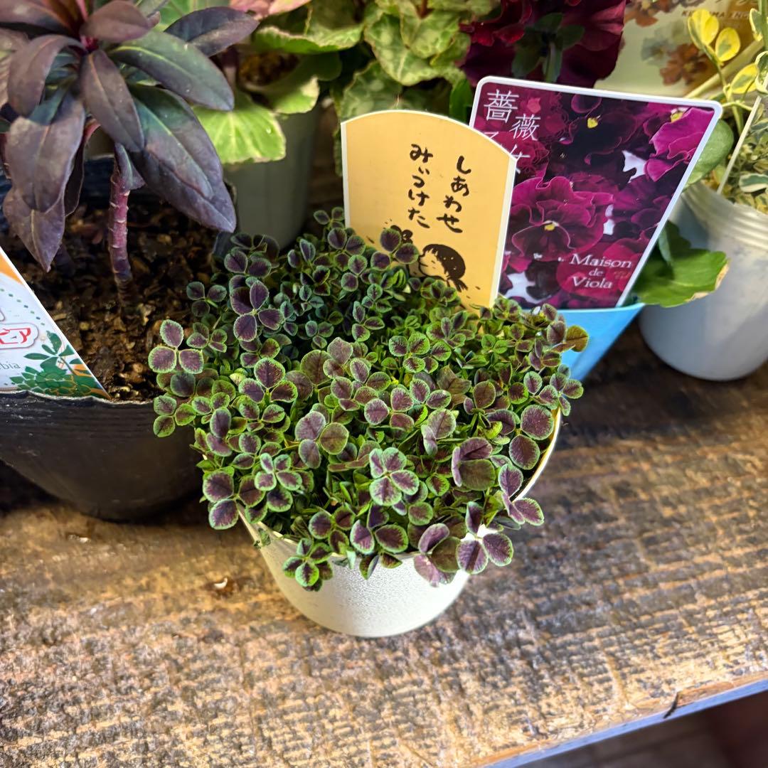 y*a様 ガーデニング　完品&おつとめ品 てんこ盛りアソート