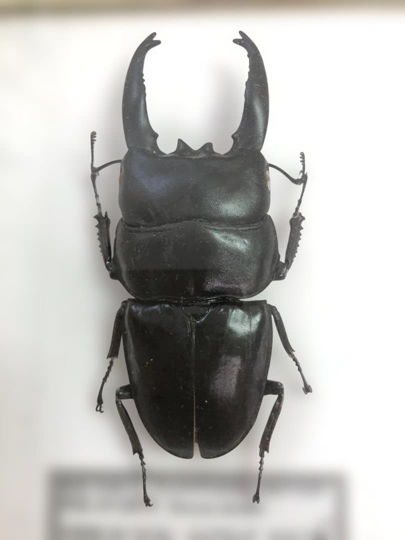 極美品 アルキデスオオヒラタクワガタ標本 約100mm 木製フレーム スマトラ島