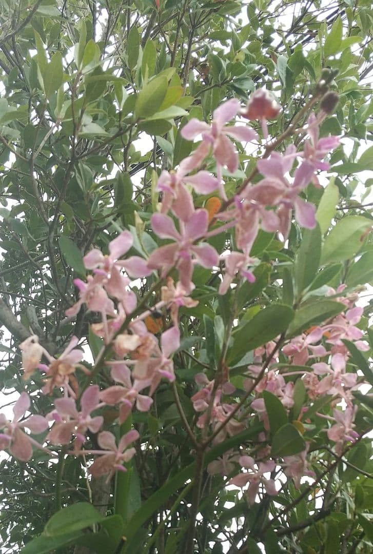 【琉球古陶】一輪挿し