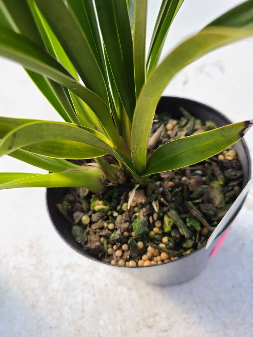 ミスマフェット。花芽3個。2鉢セット。蜜蜂誘引蘭。日本蜜蜂