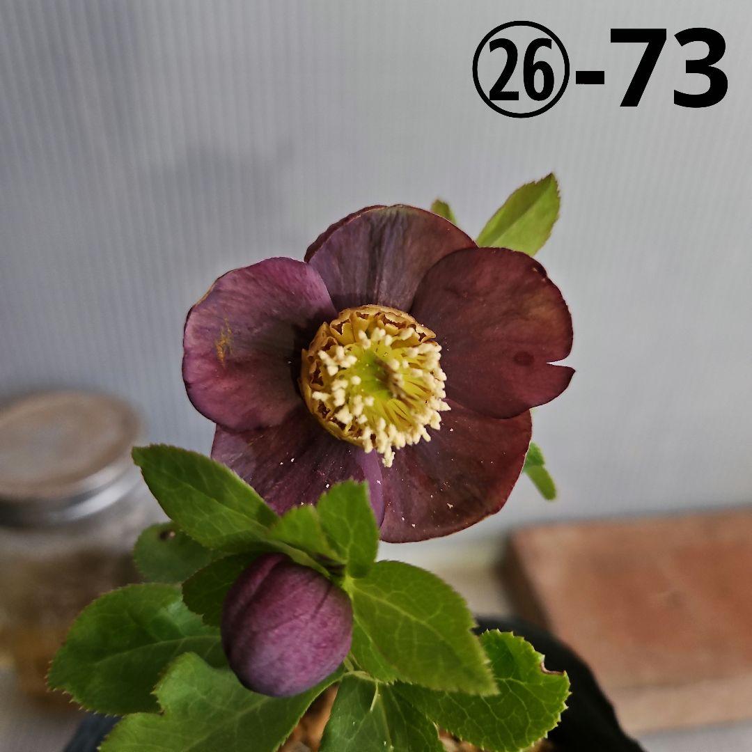 ★genta様ご購入苗✿㉖-73㉖-225クリスマスローズ