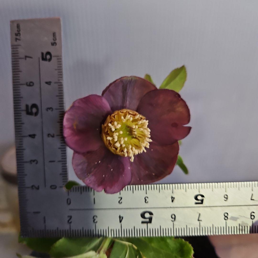 ★genta様ご購入苗✿㉖-73㉖-225クリスマスローズ