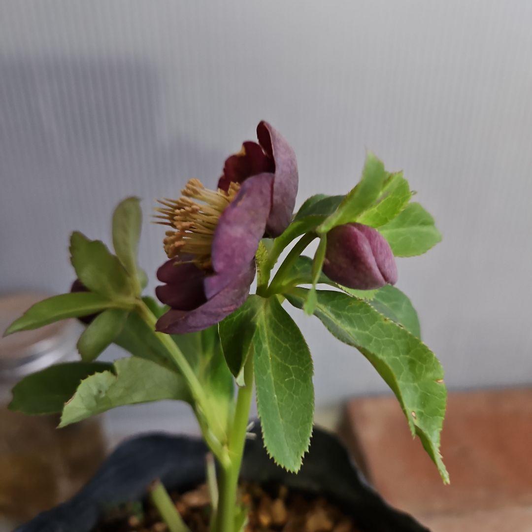 ★genta様ご購入苗✿㉖-73㉖-225クリスマスローズ