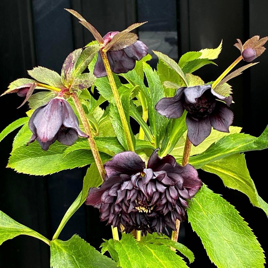 ま*こ様 3553☘️蕾花付き☘️⭐️黒⭐️超多弁⭐️艶フラッシュ⭐️スクリュー