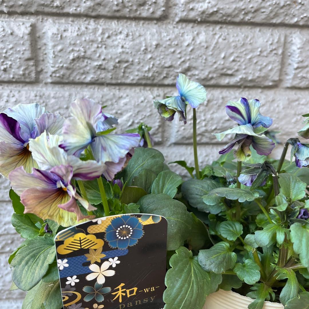 ア*ビ様 ビオラ♡パンジー 和