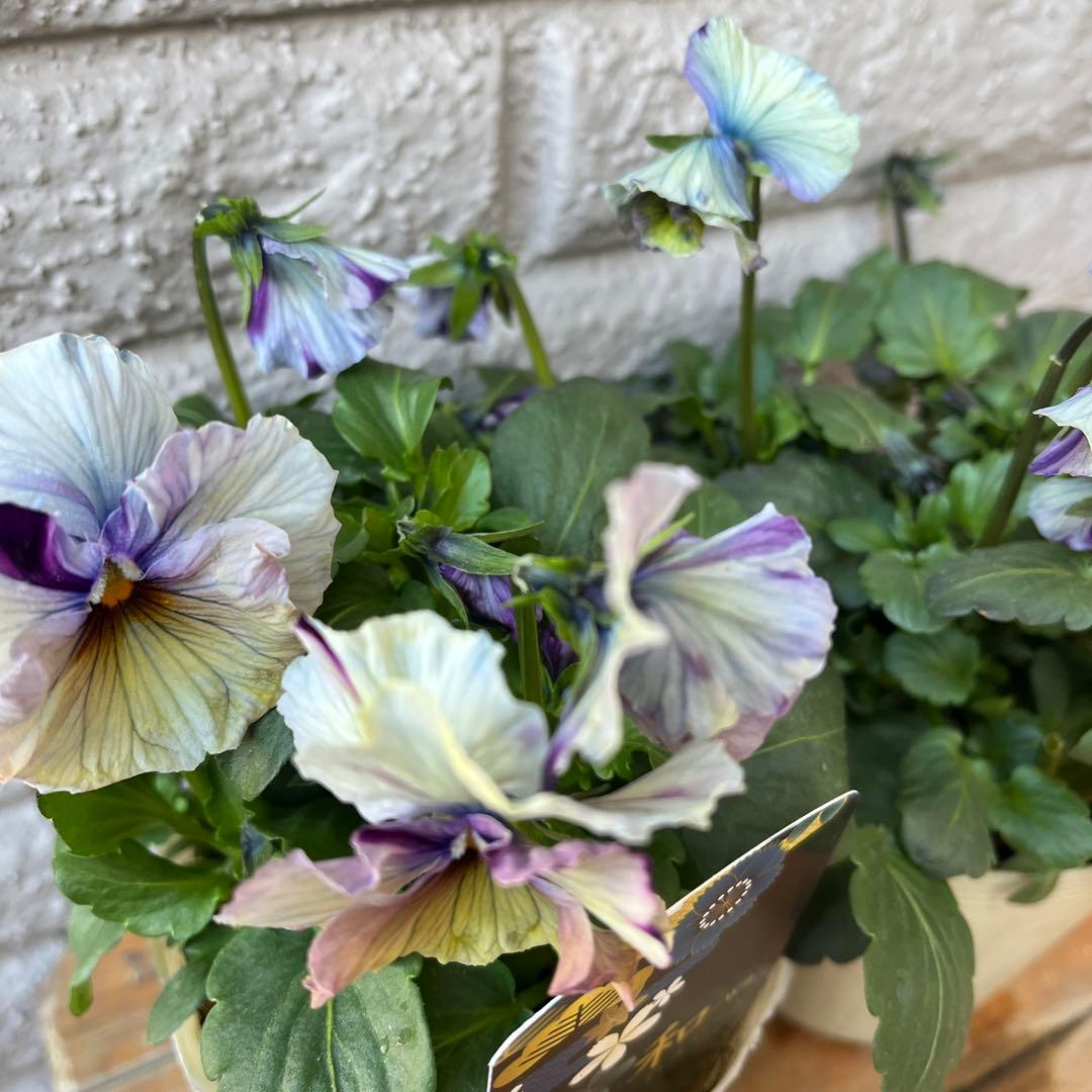 ア*ビ様 ビオラ♡パンジー 和