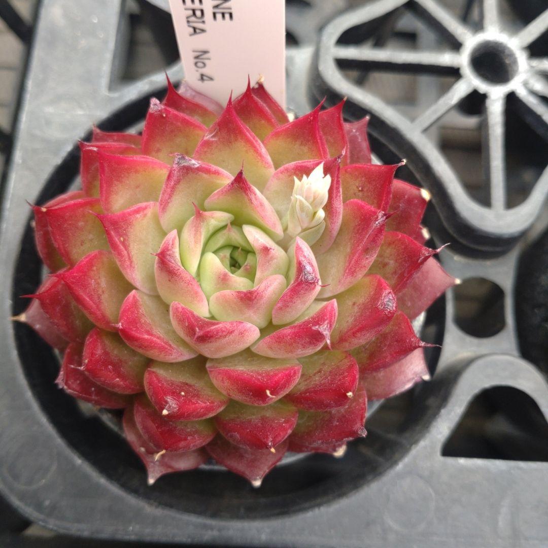 alberobelloさん専用