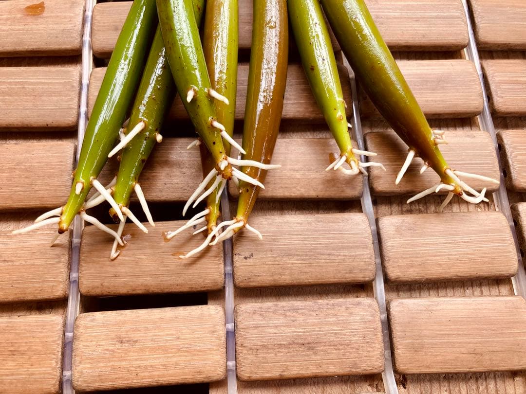 大きめ　発芽苗　30本