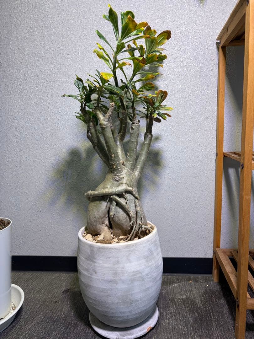 アデニウム 大型 レアサイズ