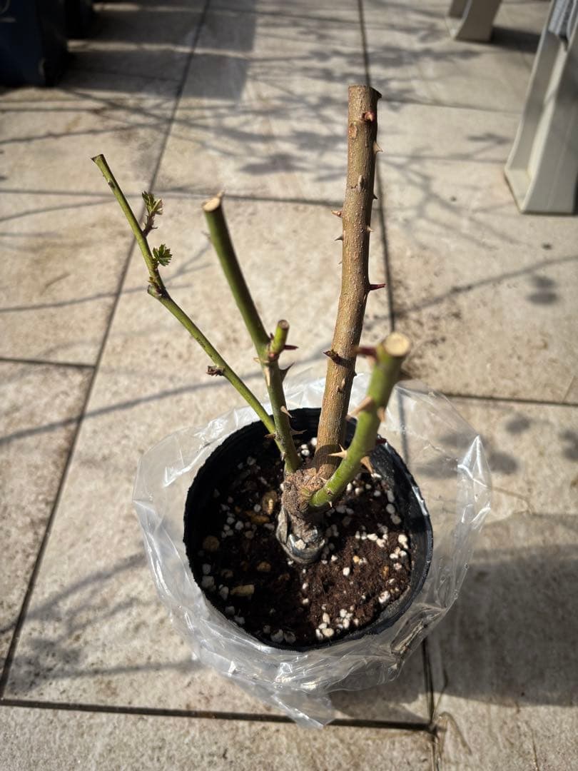 バラ苗 4種セット