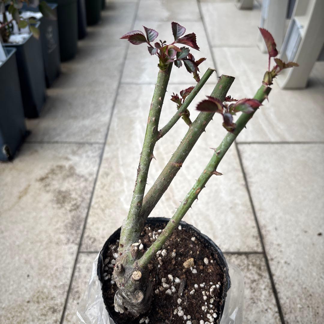 バラ苗 4種セット