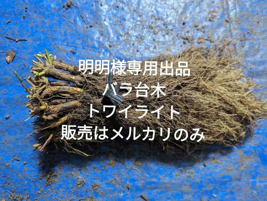 バラ台木専用出品