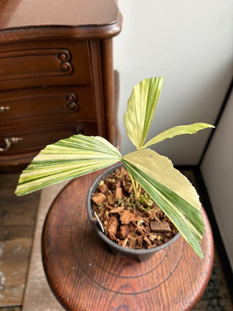 クジャクヤシ斑入り Caryota mitis variegated 3.5号