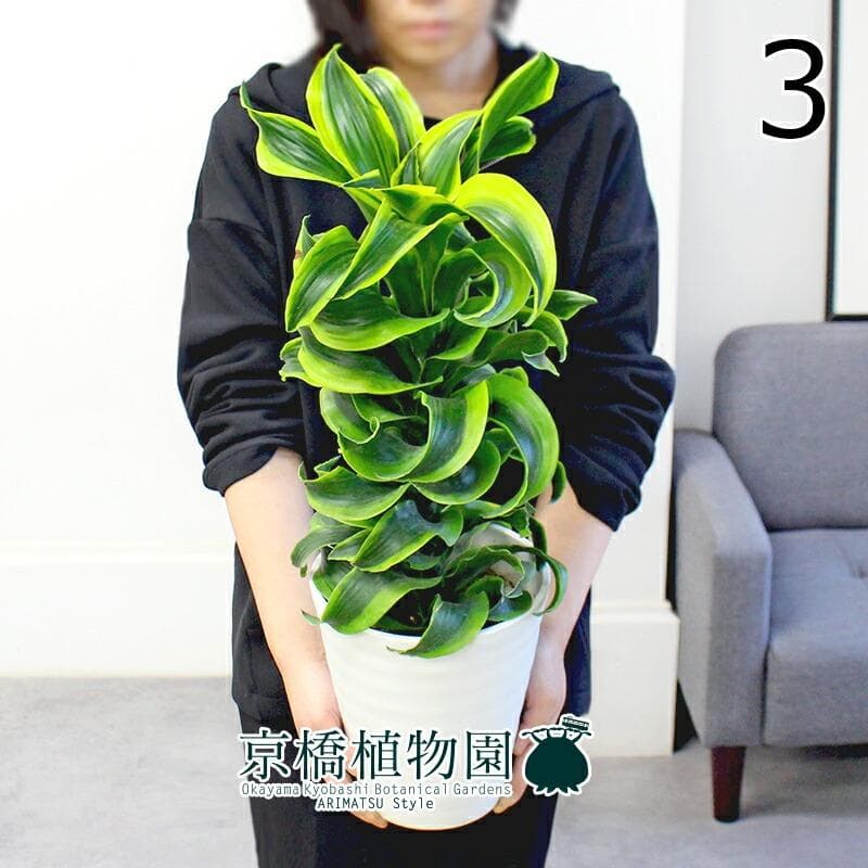 【kaikai88】ドラセナ・トルネード 斑入り6号 セラアート鉢　（3）