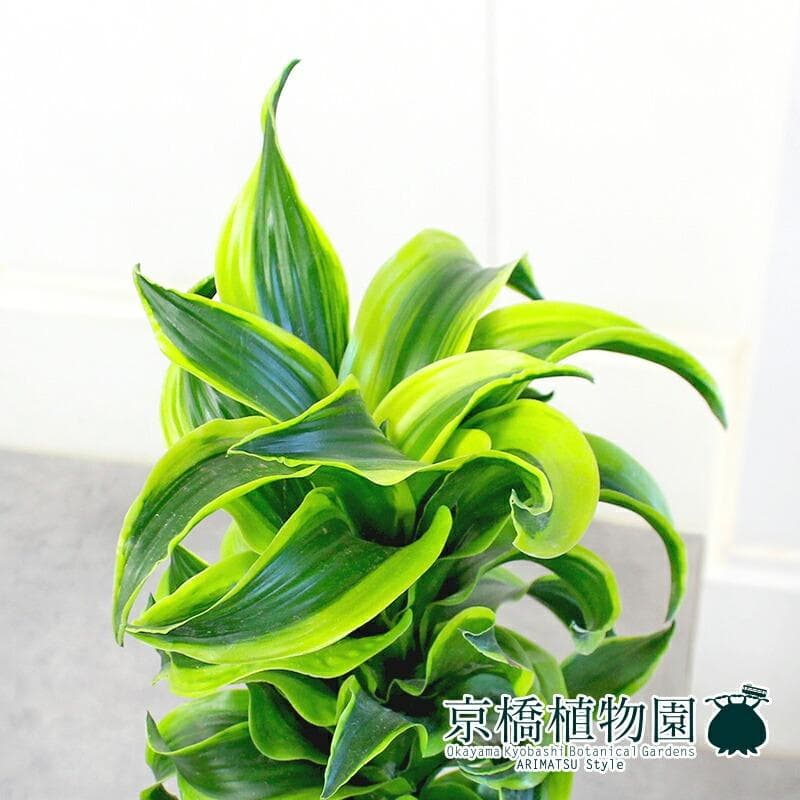 【kaikai88】ドラセナ・トルネード 斑入り6号 セラアート鉢　（3）