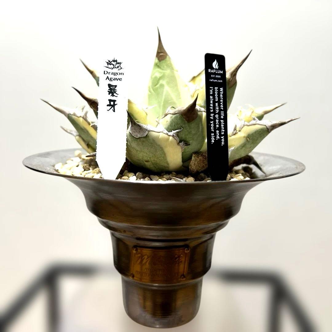 アガベ 鉢植発送 ドラゴンアガベ 暴牙 M&M鉢付　販売証明完備