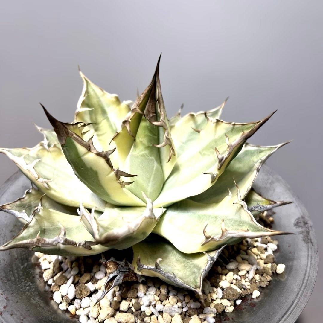 アガベ 鉢植発送 ドラゴンアガベ 暴牙 M&M鉢付　販売証明完備