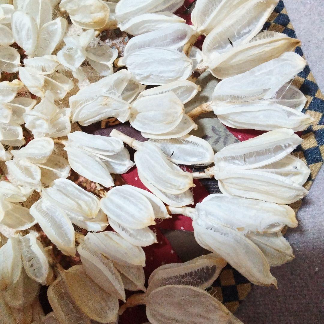 mk923mId4様特別オーダー専門ページ　オオウバユリのホワイト