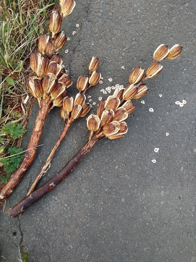 mk923mId4様特別オーダー専門ページ　オオウバユリのホワイト