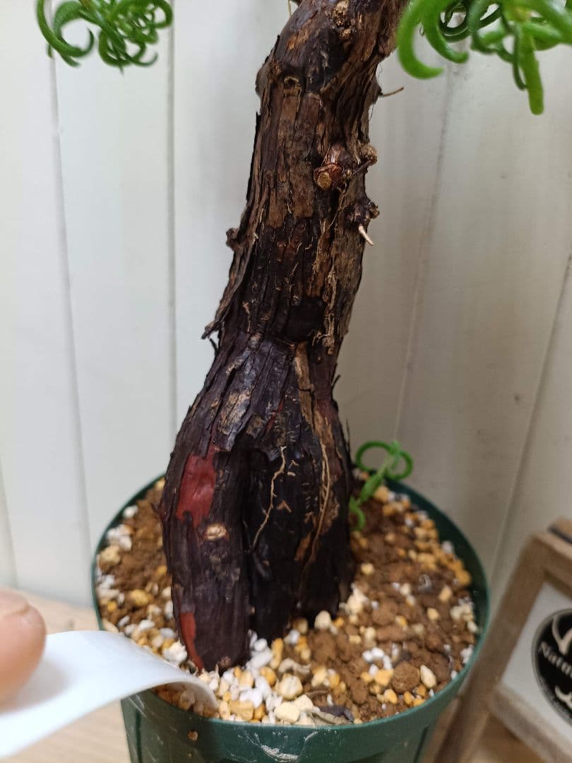 H051 超希少種発根済み メストクレマ ツベローサム 養生株