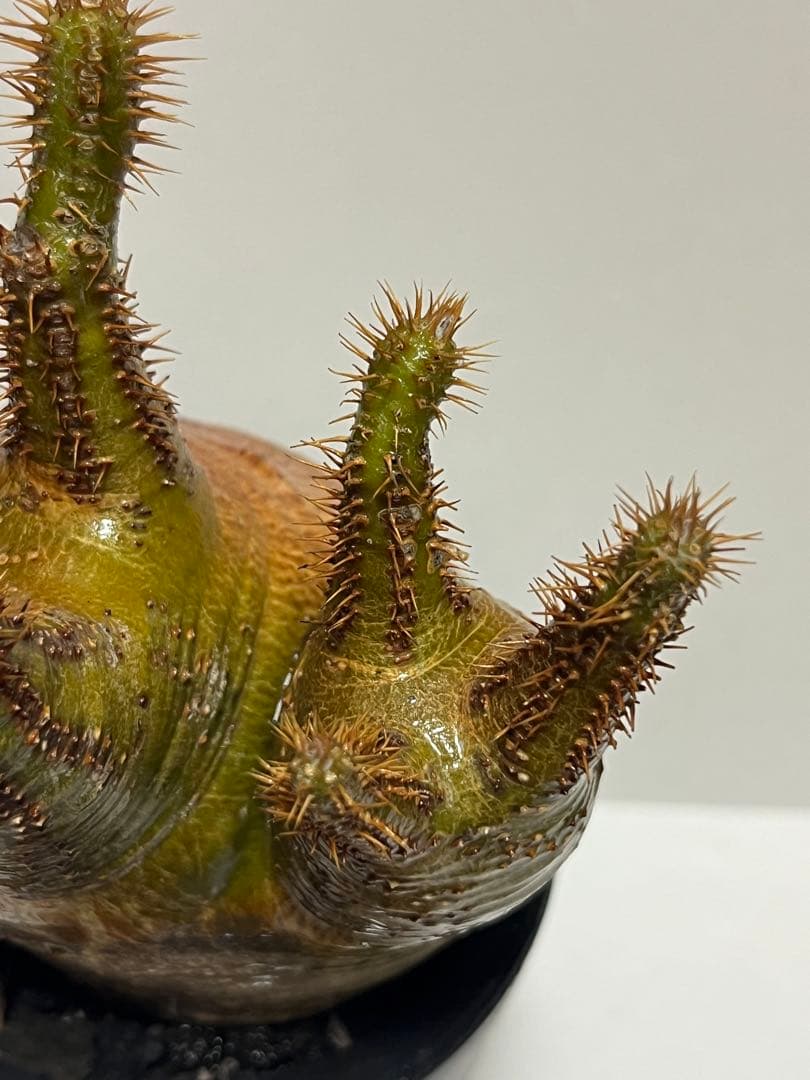 パキポディウム・グラキリス　ダブルヘッド　赤肌　緑肌　現地球