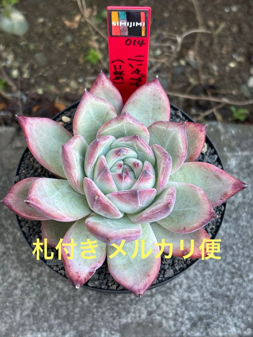 極上株 3号株 simijimiさん苗 リンゼアナ（二瓶） 赤札 札付き 多肉②