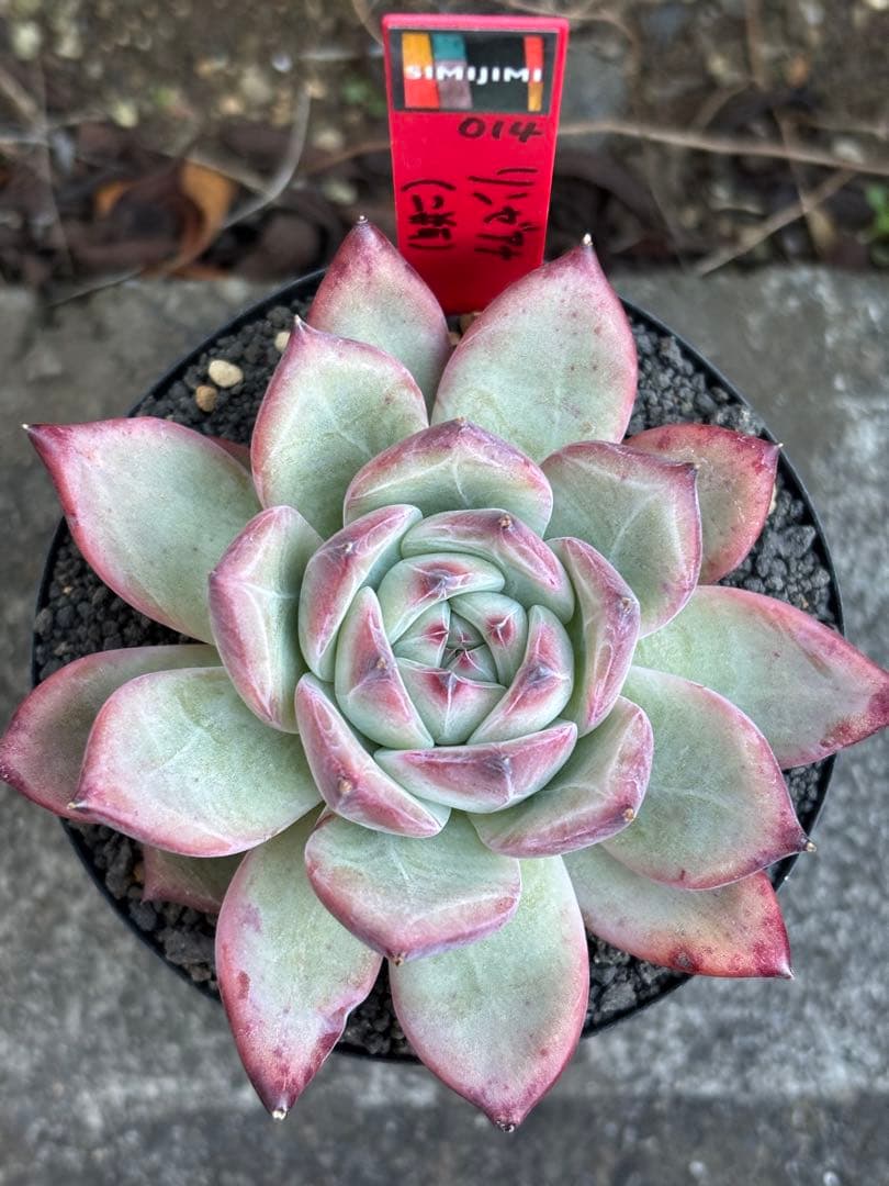 極上株 3号株 simijimiさん苗 リンゼアナ（二瓶） 赤札 札付き 多肉②