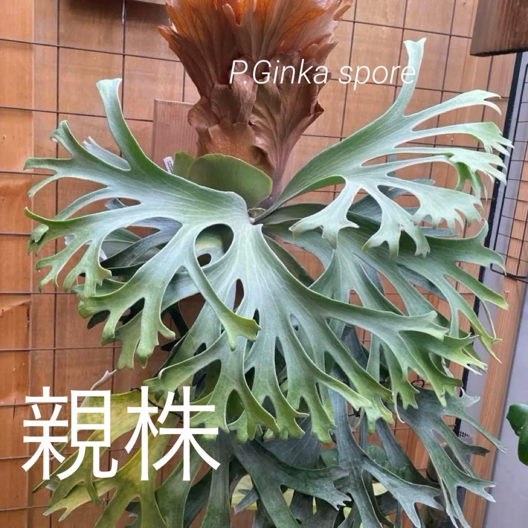 P.Ginka spore pup 美株
