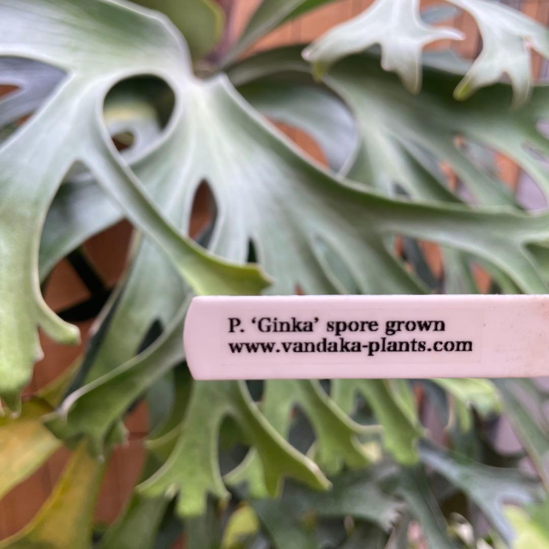 P.Ginka spore pup 美株