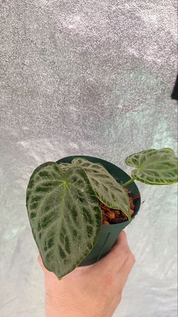 anthurium Silver　Tiger