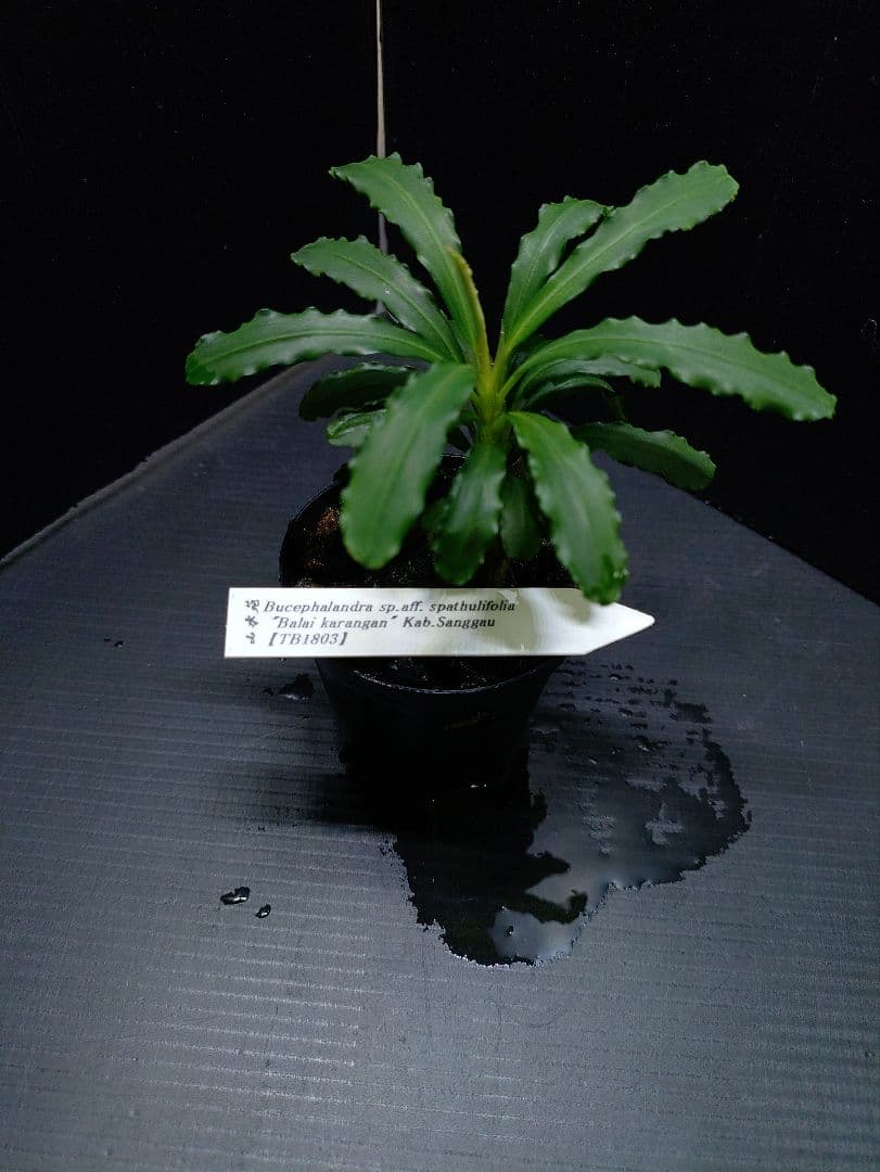 ブセファランドラ バライカランガン TB便