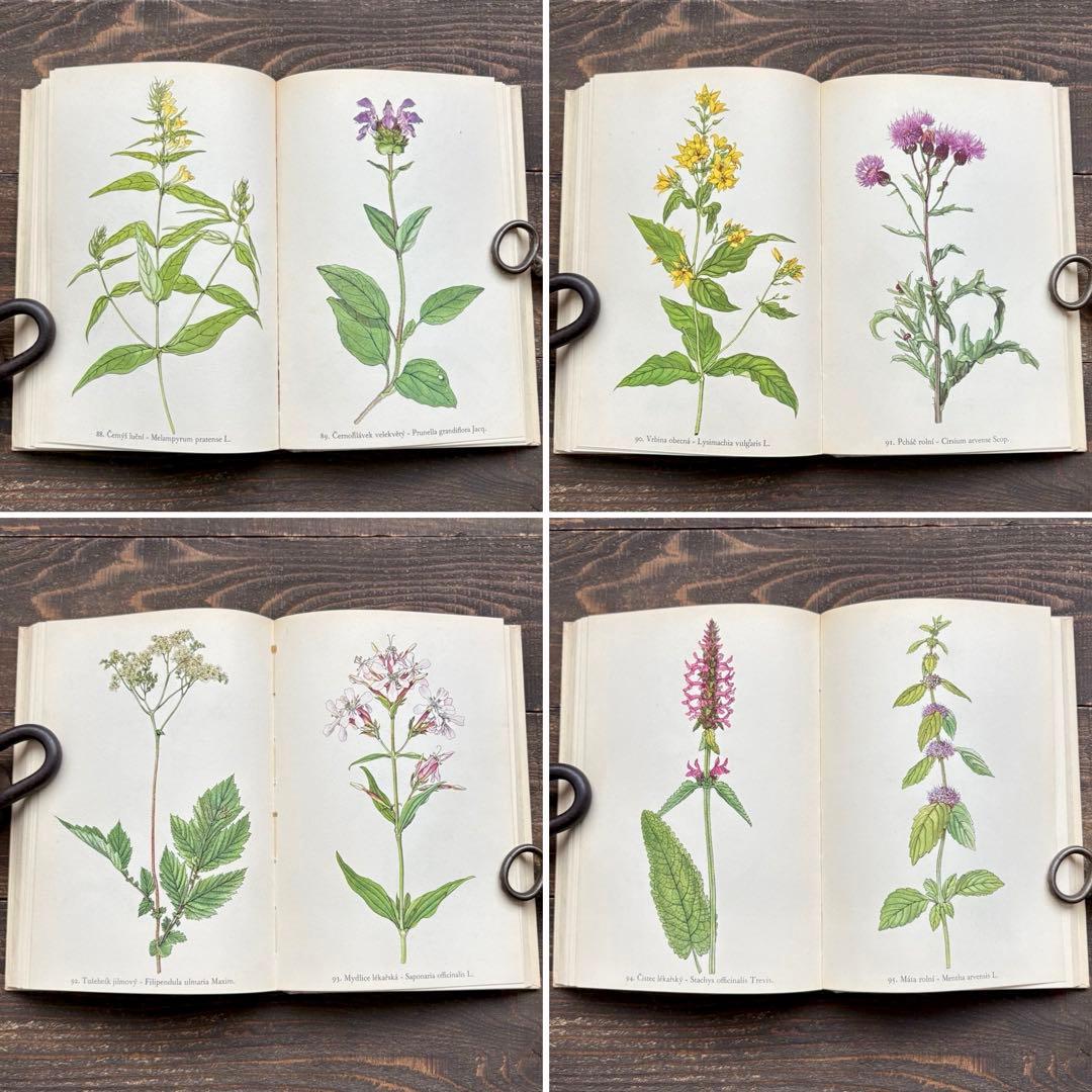 [美しい植物画]チェコの古い植物図鑑(1942年)/ボタニカルアート 雰囲気◎/