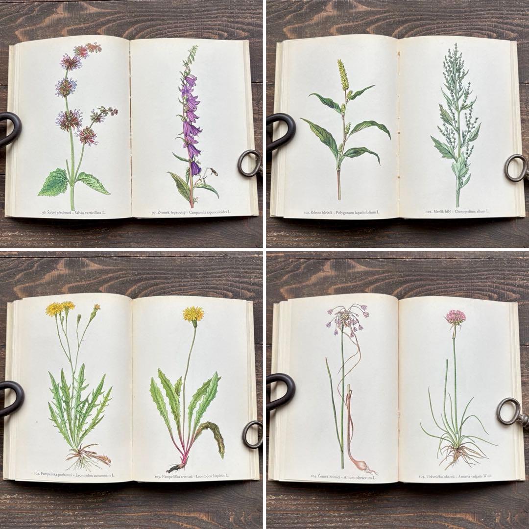 [美しい植物画]チェコの古い植物図鑑(1942年)/ボタニカルアート 雰囲気◎/