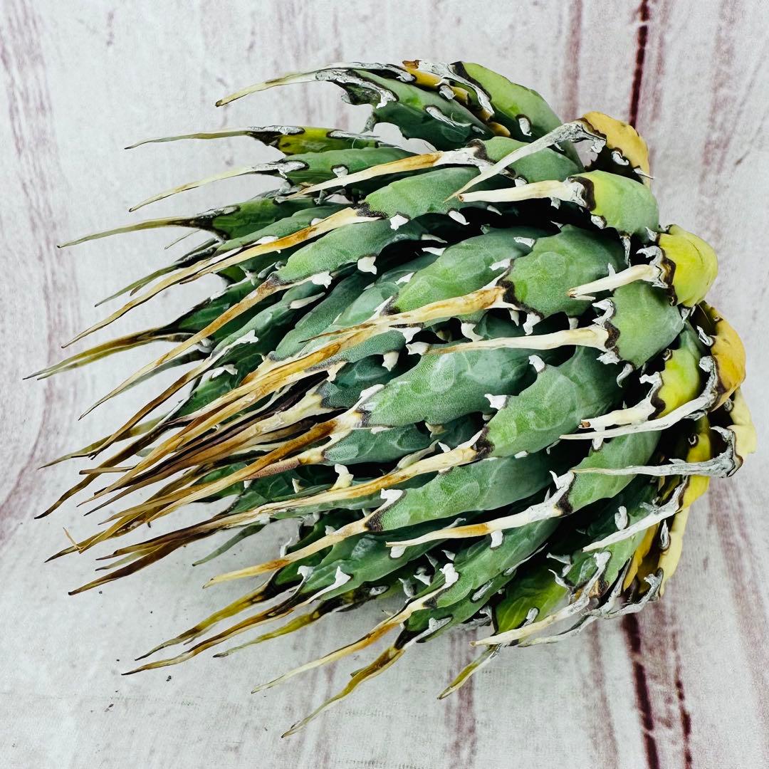 791 アガベ ユタエンシス エボリスピナ ロングスパイン