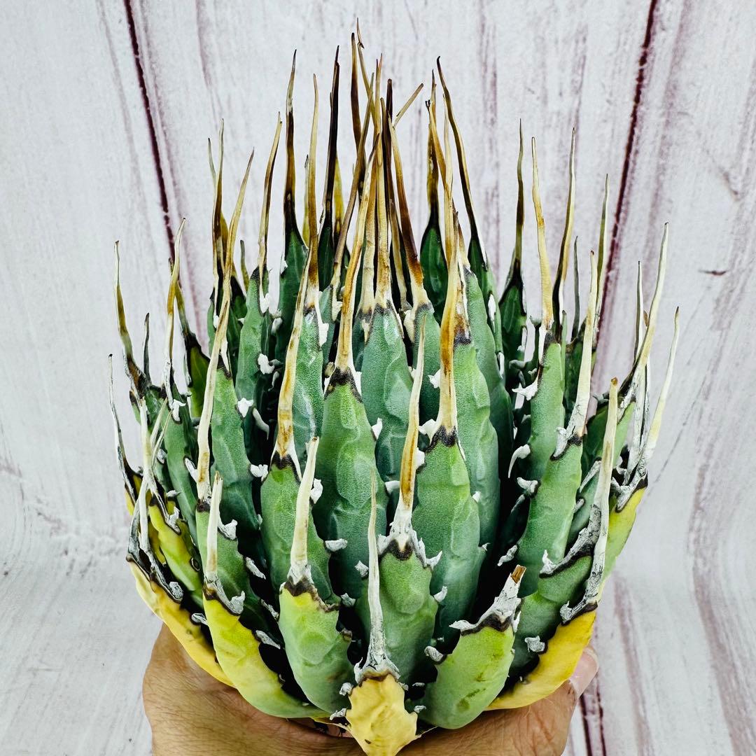 791 アガベ ユタエンシス エボリスピナ ロングスパイン