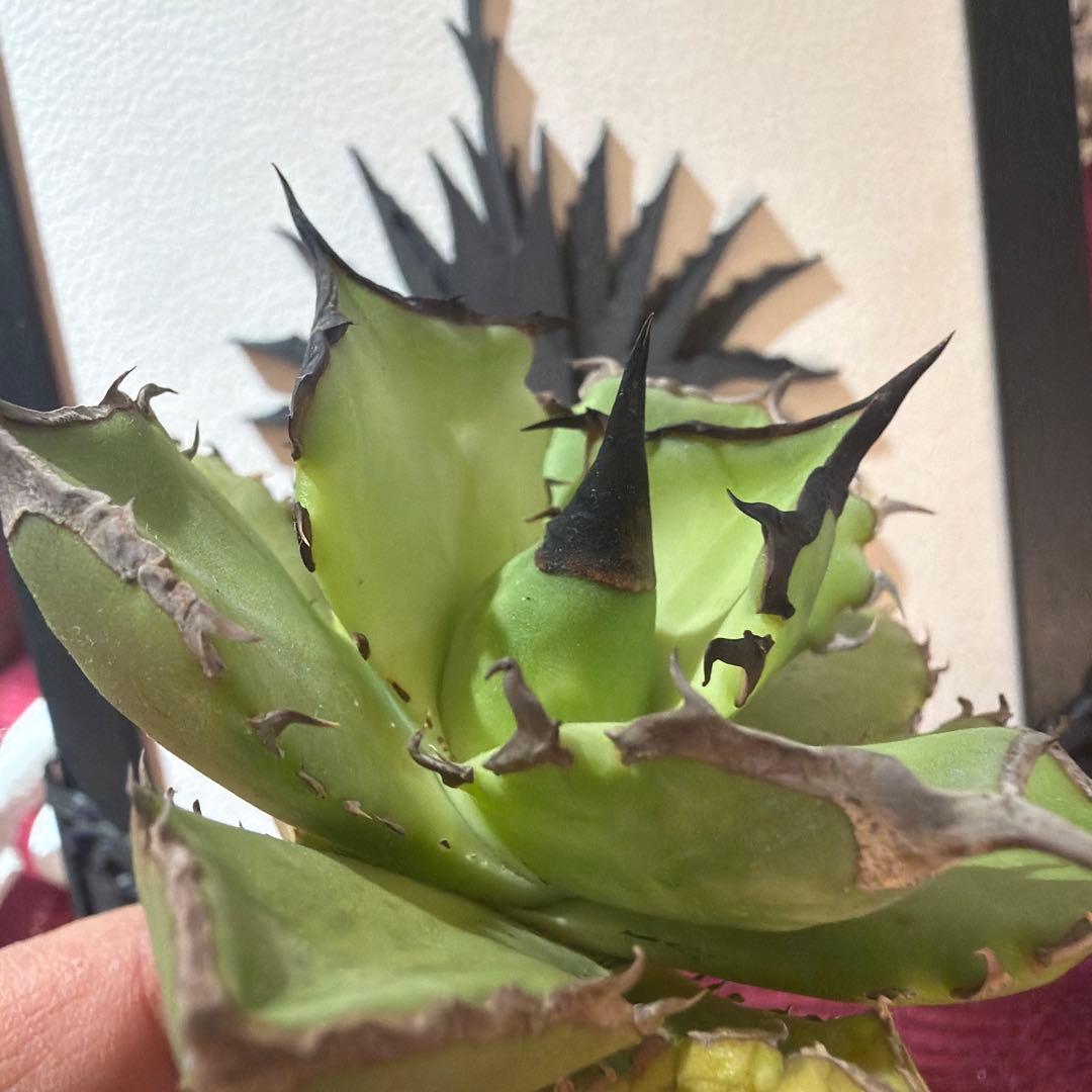 アガベ 040キングアーサー