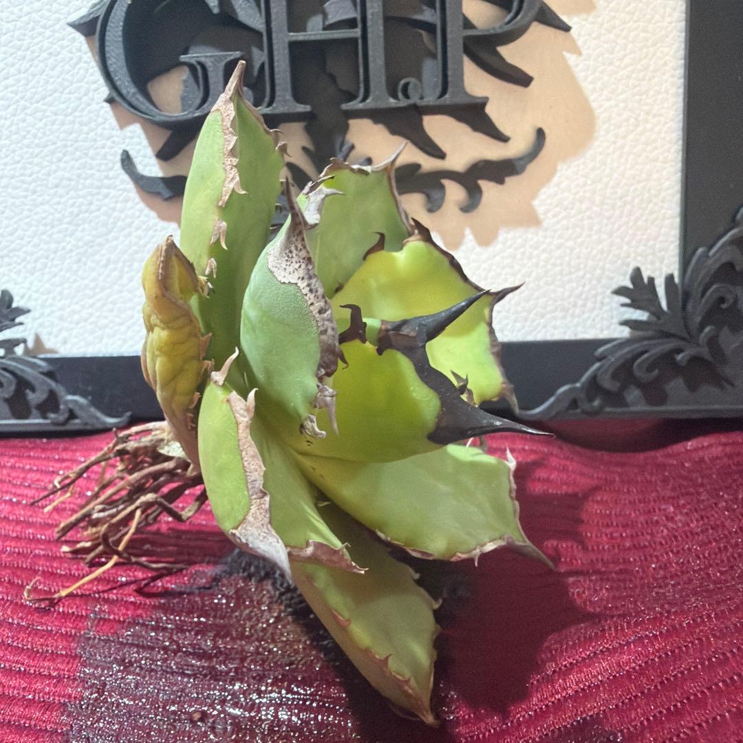 アガベ 040キングアーサー